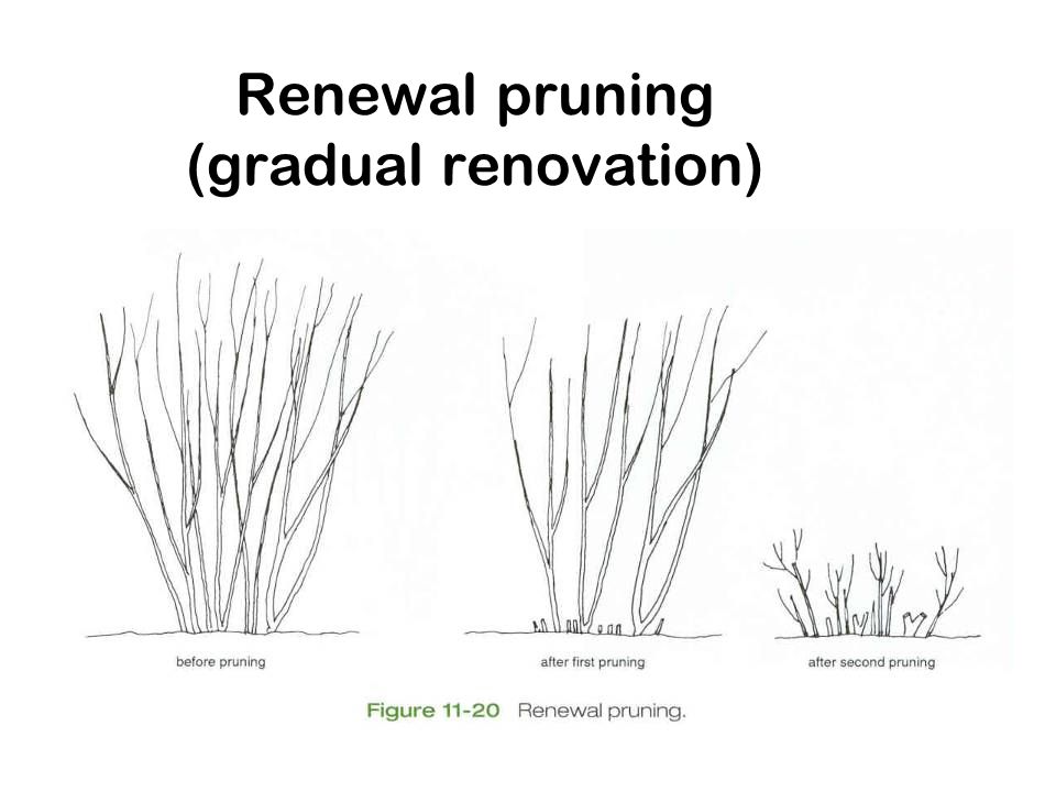 Renewal pruning (gradual renovation)