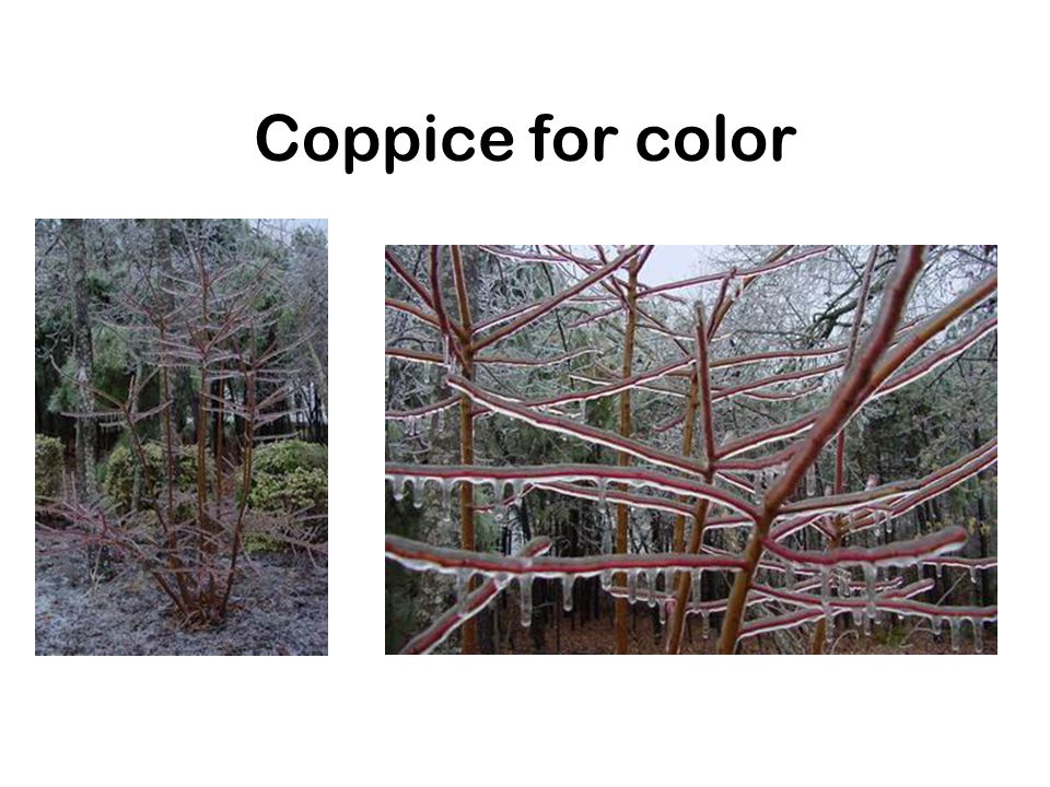 Coppice for color