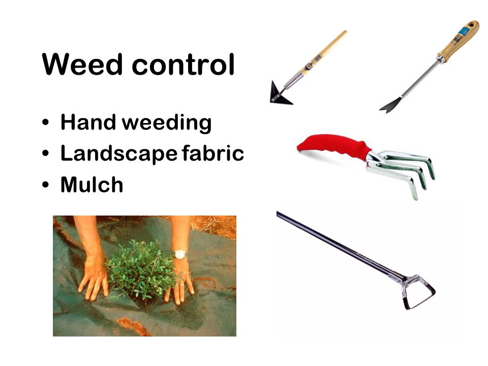 Weed control Hand weeding Landscape fabric Mulch