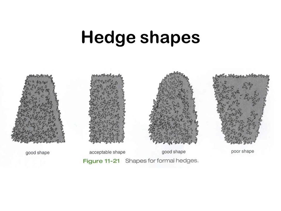 Hedge shapes