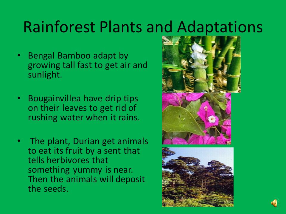 Tropical Rainforest By: Lizzie Nedved, Brianne Tufts, Hannah Smith, and  Whitney Queen. January 2011 Period : ppt download