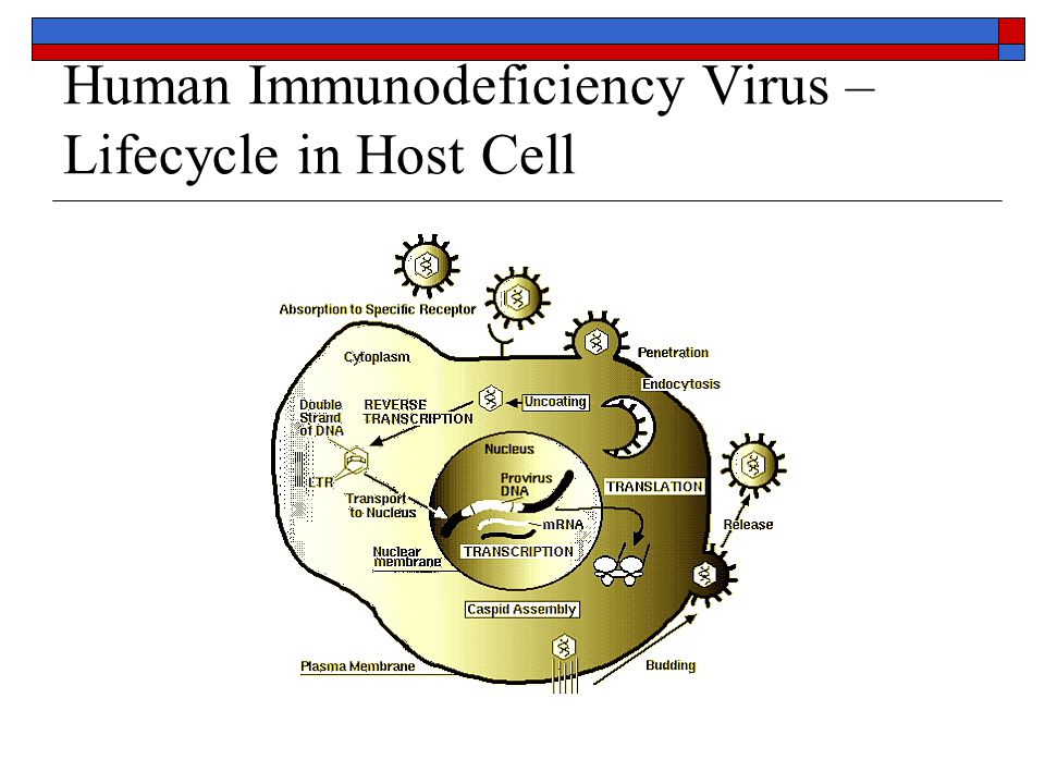 HIV Life Cycle. Эндогенные ретровирусы. Viral Life Cycle. The Life Cycle of HIV 1. Human immunodeficiency