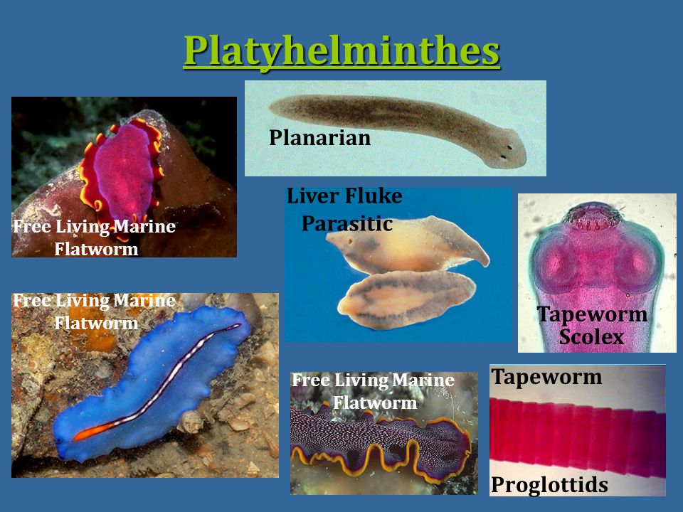 invertebrate platyhelminthes