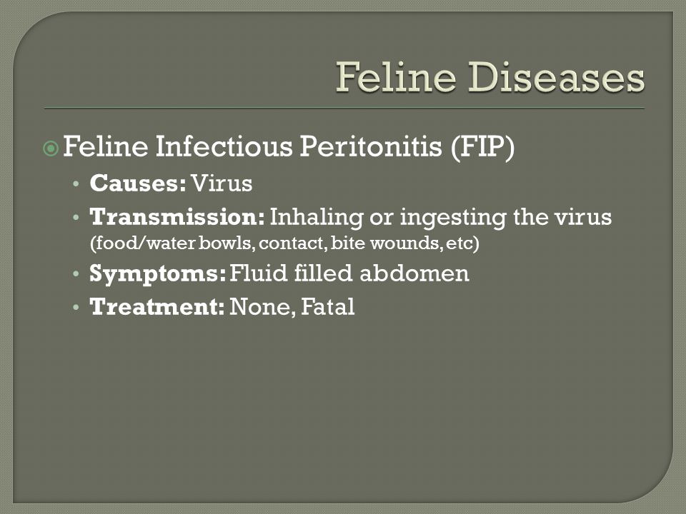  Feline Infectious Peritonitis (FIP) Causes: Virus Transmission: Inhaling or ingesting the virus (food/water bowls, contact, bite wounds, etc) Symptoms: Fluid filled abdomen Treatment: None, Fatal
