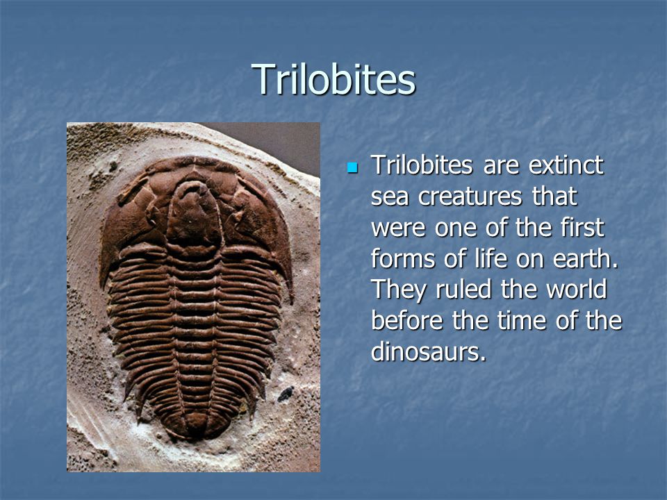Common Missouri Fossils. Trilobites Trilobites are extinct sea creatures  that were one of the first forms of life on earth. They ruled the world  before. - ppt download