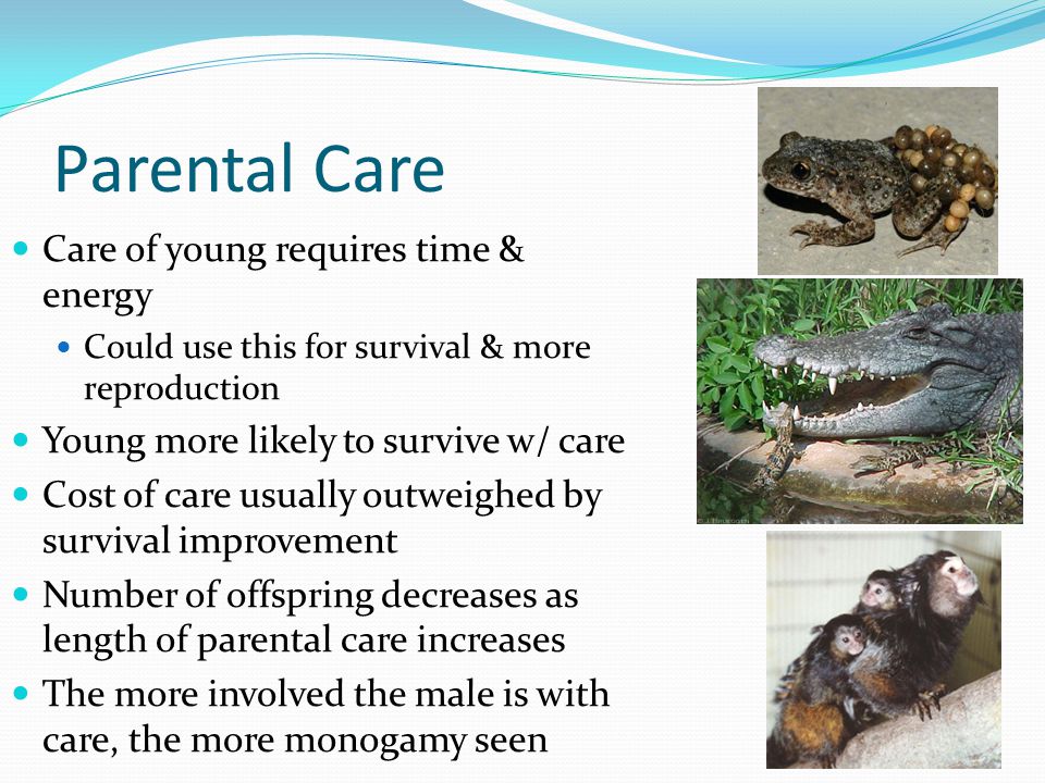 Animal Behavior Ethology—study of animal behavior as a branch of biology.  Tends to look at animals in natural environment. Comparative  psychology—study. - ppt download