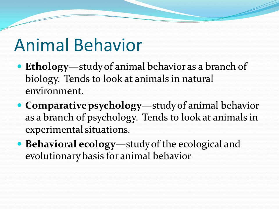 Animal Behavior Ethology—study of animal behavior as a branch of biology.  Tends to look at animals in natural environment. Comparative psychology—study.  - ppt download