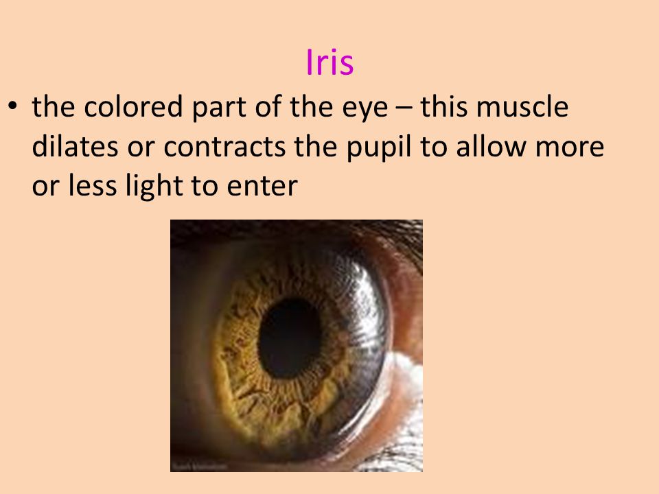 Iris the colored part of the eye – this muscle dilates or contracts the pupil to allow more or less light to enter