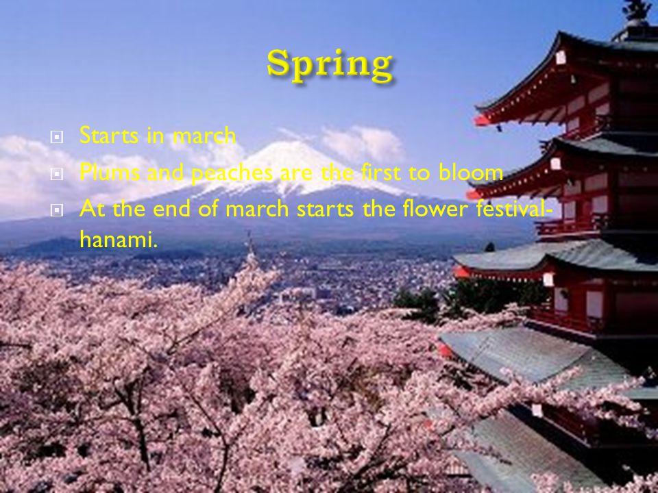  Starts in march  Plums and peaches are the first to bloom  At the end of march starts the flower festival- hanami.