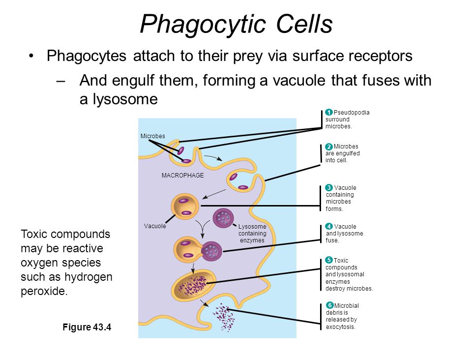 Phagocytic Cells Phagocytes attach to their prey via surface receptors –And engulf them, forming a vacuole that fuses with a lysosome Figure 43.4 Pseudopodia surround microbes.