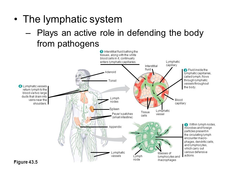 Adenoid Tonsil Lymph nodes Spleen Peyer’s patches (small intestine) Appendix Lymphatic vessels Masses of lymphocytes and macrophages Tissue cells Lymphatic vessel Blood capillary Lymphatic capillary Interstitial fluid Lymph node The lymphatic system –Plays an active role in defending the body from pathogens Interstitial fluid bathing the tissues, along with the white blood cells in it, continually enters lymphatic capillaries.