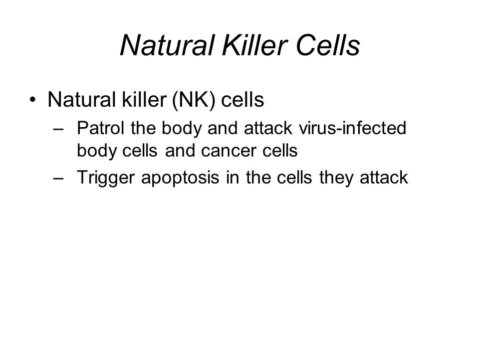 Natural Killer Cells Natural killer (NK) cells –Patrol the body and attack virus-infected body cells and cancer cells –Trigger apoptosis in the cells they attack