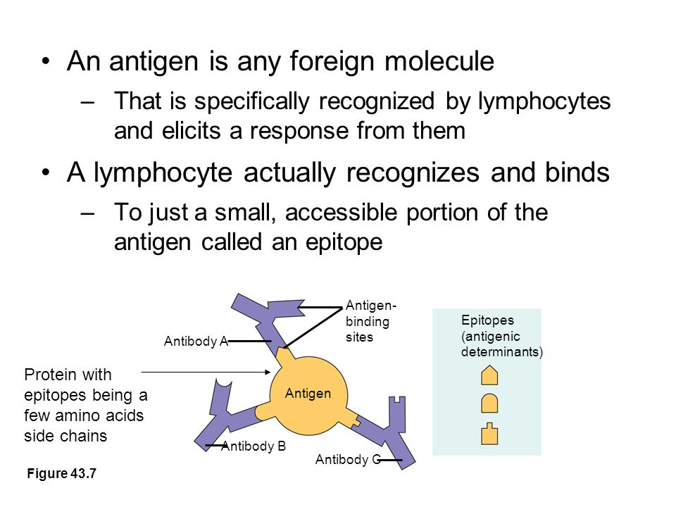 Antigen- binding sites Antibody A Antigen Antibody B Antibody C Epitopes (antigenic determinants) An antigen is any foreign molecule –That is specifically recognized by lymphocytes and elicits a response from them A lymphocyte actually recognizes and binds –To just a small, accessible portion of the antigen called an epitope Figure 43.7 Protein with epitopes being a few amino acids side chains