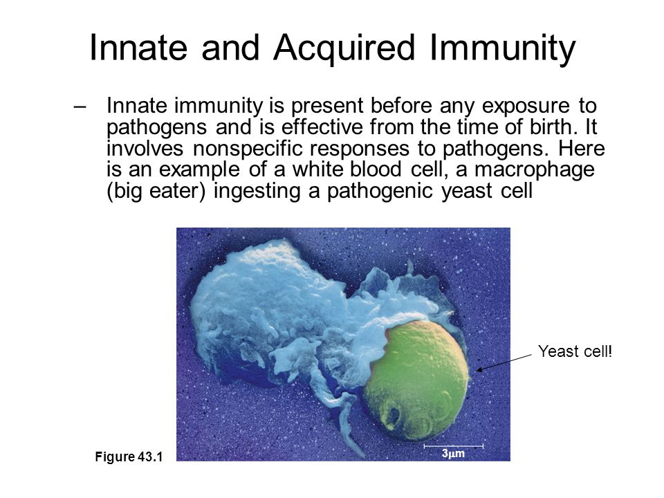 Innate and Acquired Immunity –Innate immunity is present before any exposure to pathogens and is effective from the time of birth.
