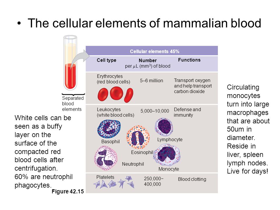 Figure Cellular elements 45% Cell type Number per  L (mm 3 ) of blood Functions Erythrocytes (red blood cells) 5–6 million Transport oxygen and help transport carbon dioxide Leukocytes (white blood cells) 5,000–10,000 Defense and immunity Eosinophil Basophil Platelets Neutrophil Monocyte Lymphocyte 250,000  400,000 Blood clotting The cellular elements of mammalian blood Separated blood elements White cells can be seen as a buffy layer on the surface of the compacted red blood cells after centrifugation.