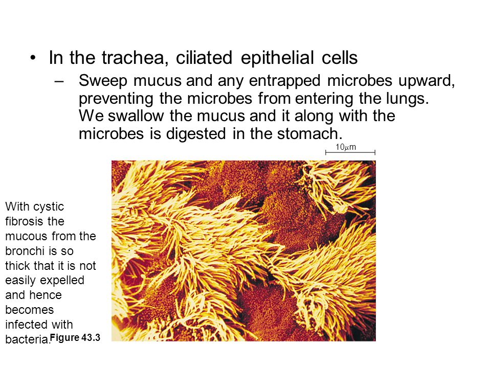 In the trachea, ciliated epithelial cells –Sweep mucus and any entrapped microbes upward, preventing the microbes from entering the lungs.