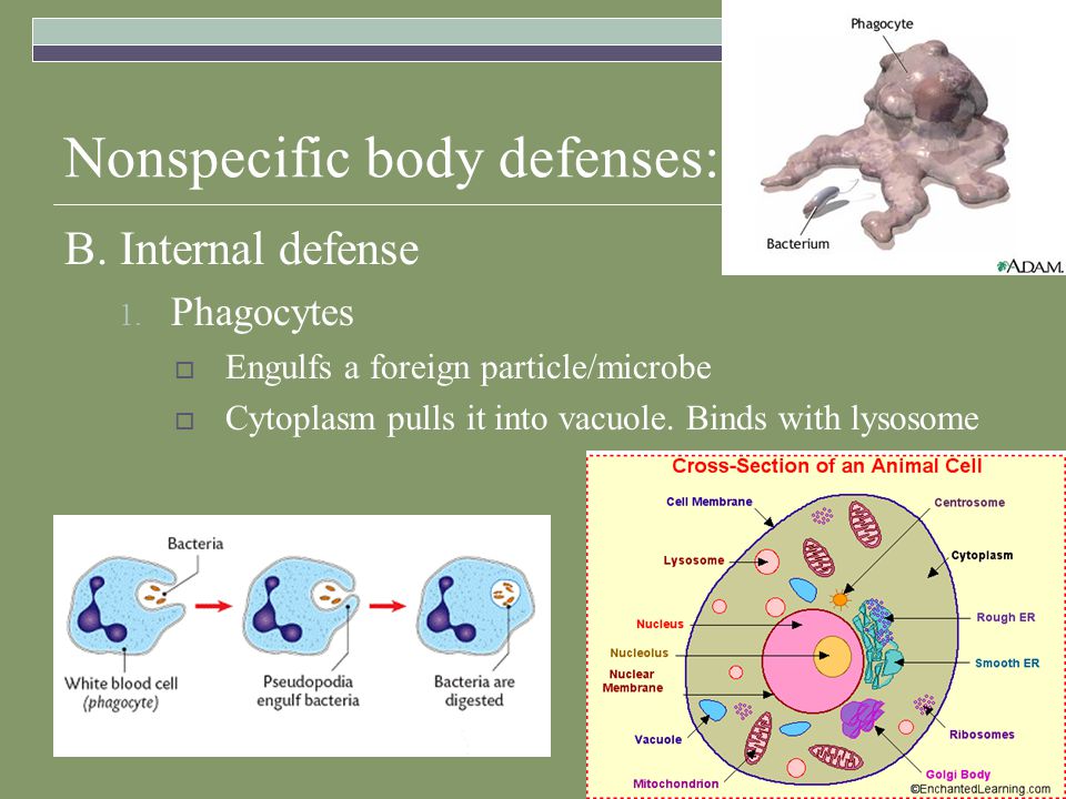 Nonspecific body defenses: B. Internal defense 1.
