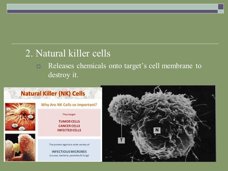2. Natural killer cells  Releases chemicals onto target’s cell membrane to destroy it.