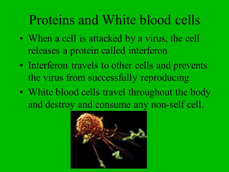 Proteins and White blood cells When a cell is attacked by a virus, the cell releases a protein called interferon Interferon travels to other cells and prevents the virus from successfully reproducing White blood cells travel throughout the body and destroy and consume any non-self cell.