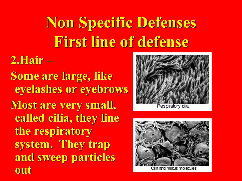 Non Specific Defenses First line of defense 2.Hair – Some are large, like eyelashes or eyebrows Most are very small, called cilia, they line the respiratory system.