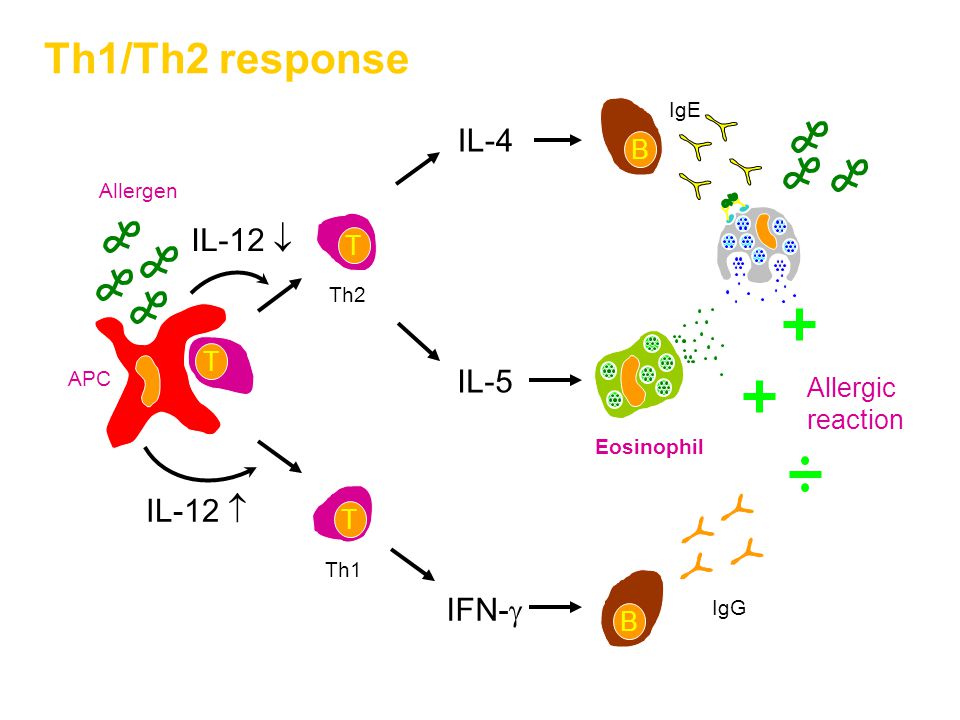 Allergic reaction IL-4 IL-5 Eosinophil IgE B T T Th2 APC Allergen T Th1 IFN-  B IgG IL-12  IL-12  Th1/Th2 response