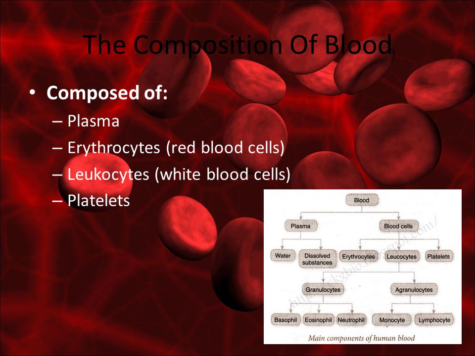 The Composition Of Blood Composed of: – Plasma – Erythrocytes (red blood cells) – Leukocytes (white blood cells) – Platelets