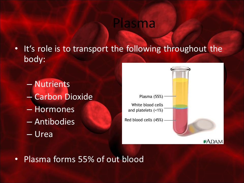 Plasma It‘s role is to transport the following throughout the body: – Nutrients – Carbon Dioxide – Hormones – Antibodies – Urea Plasma forms 55% of out blood