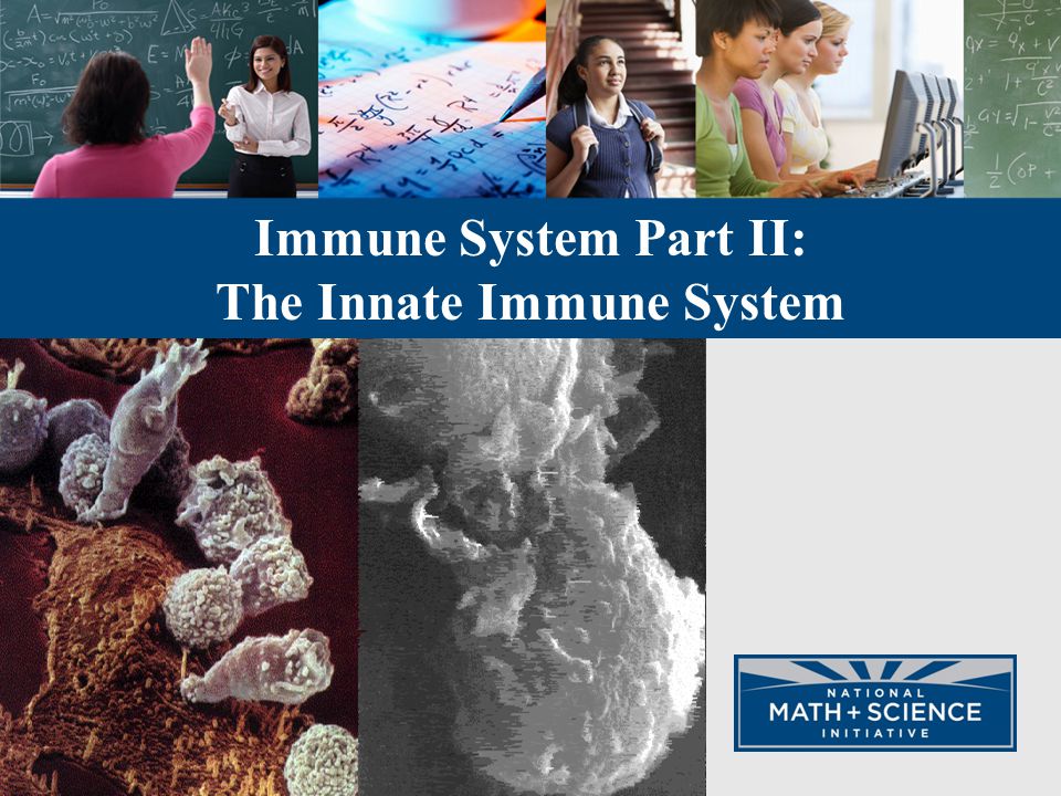 Immune System Part II: The Innate Immune System
