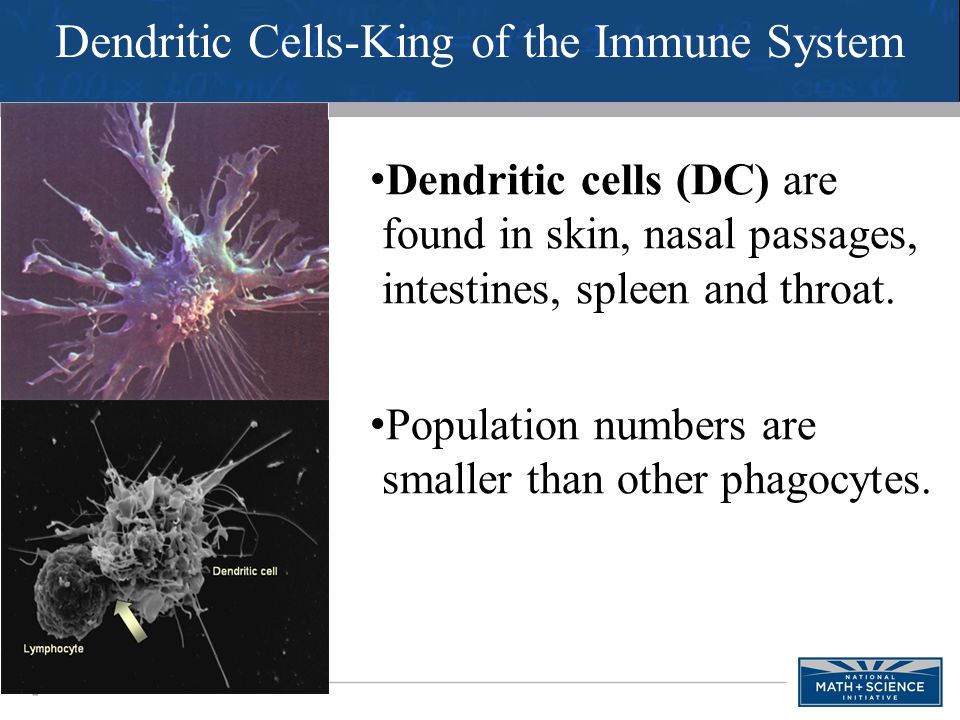 Dendritic Cells-King of the Immune System Dendritic cells (DC) are found in skin, nasal passages, intestines, spleen and throat.