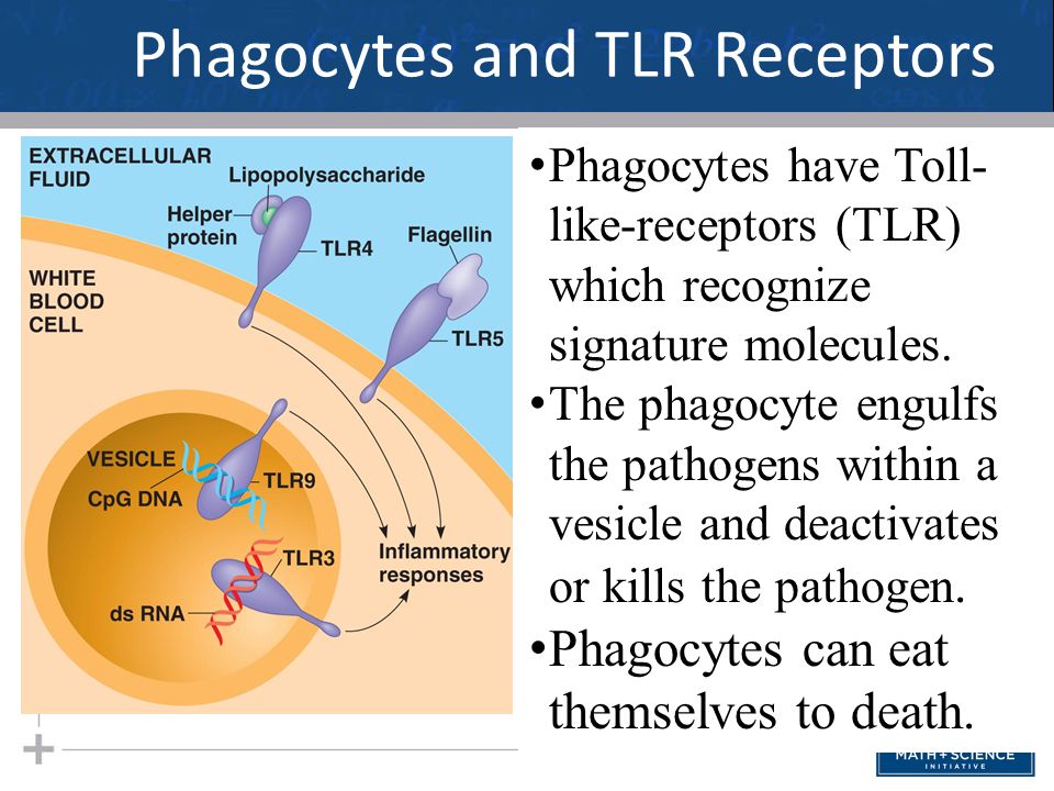 Phagocytes and TLR Receptors Phagocytes have Toll- like-receptors (TLR) which recognize signature molecules.