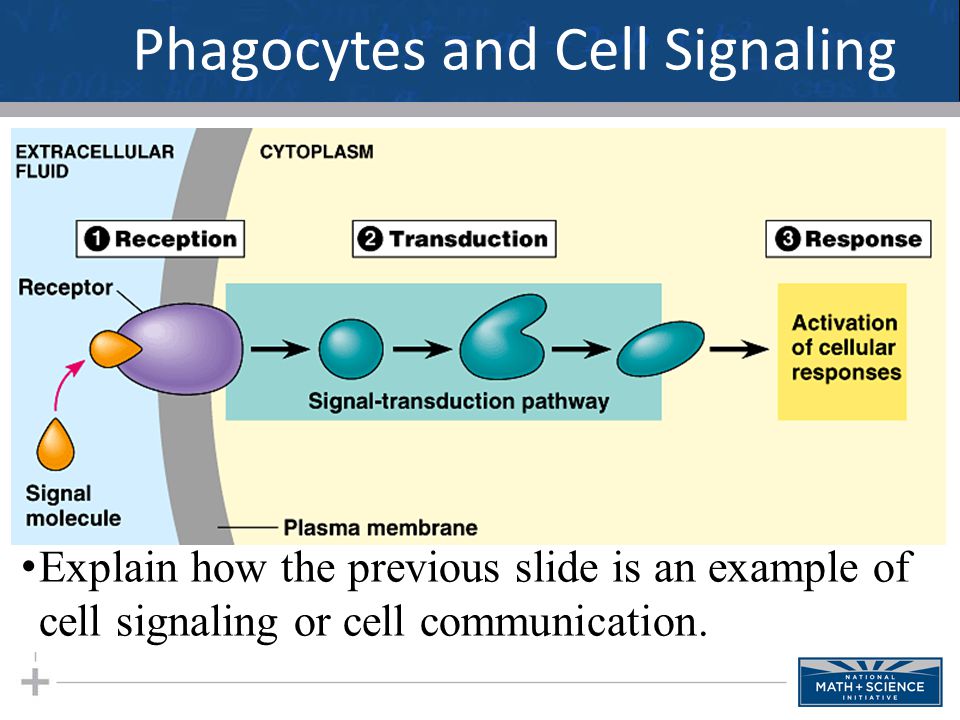 Phagocytes and Cell Signaling Explain how the previous slide is an example of cell signaling or cell communication.
