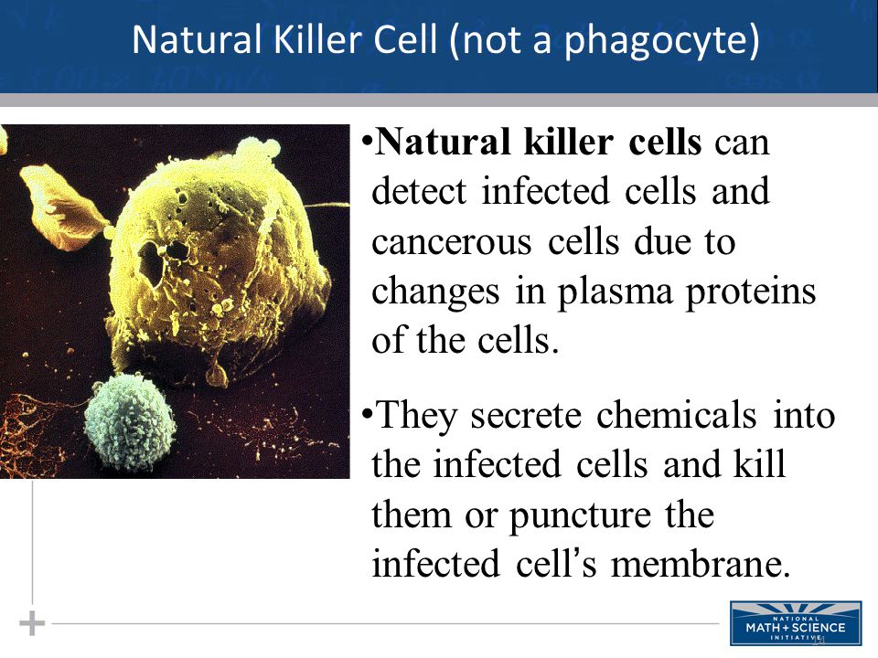 14 Natural Killer Cell (not a phagocyte) Natural killer cells can detect infected cells and cancerous cells due to changes in plasma proteins of the cells.
