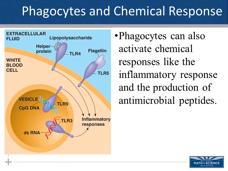 Phagocytes and Chemical Response Phagocytes can also activate chemical responses like the inflammatory response and the production of antimicrobial peptides.