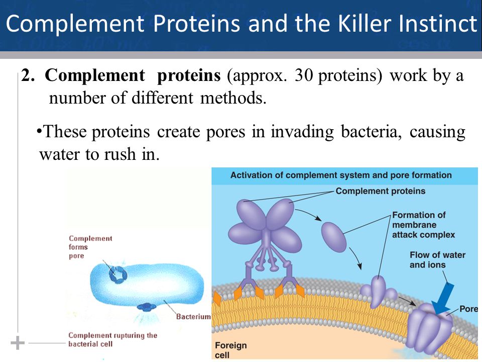 17 Complement Proteins and the Killer Instinct 2. Complement proteins (approx.