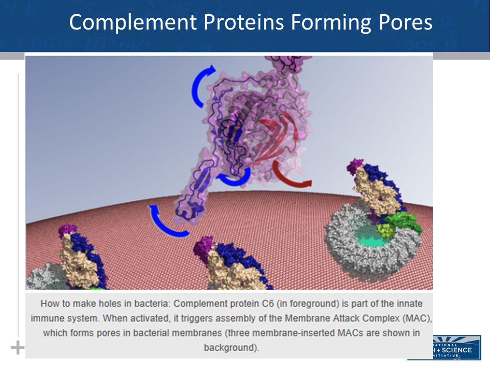 18 Complement Proteins Forming Pores