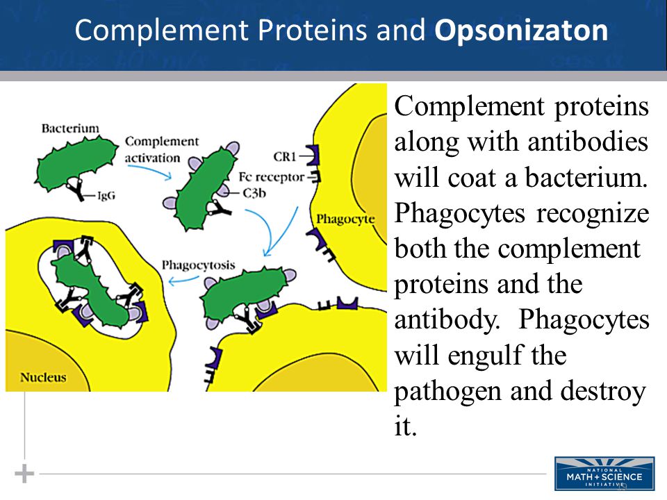 19 Complement Proteins and Opsonizaton Complement proteins along with antibodies will coat a bacterium.