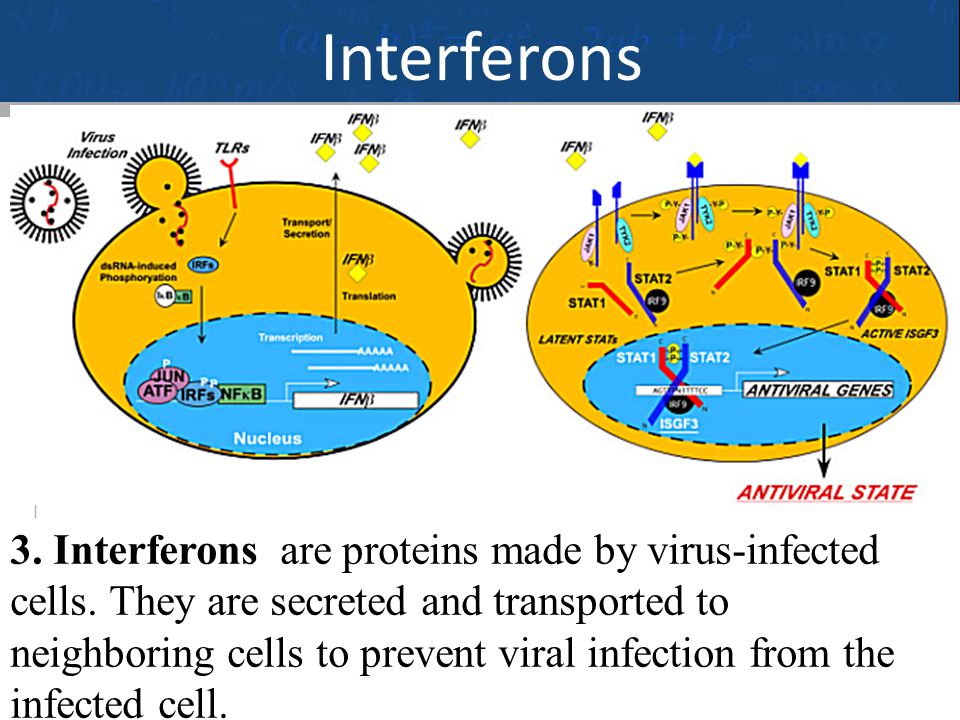 20 Interferons 3. Interferons are proteins made by virus-infected cells.