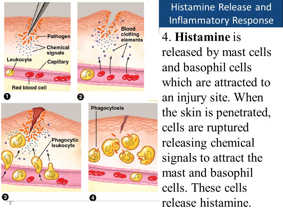 21 Histamine Release and Inflammatory Response 4.