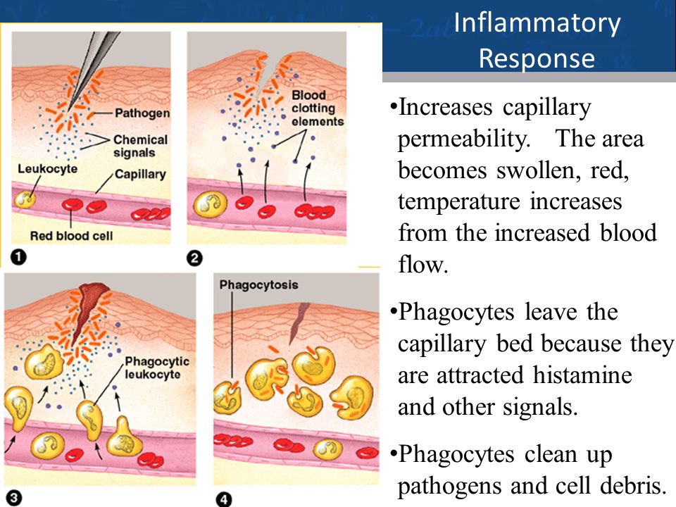 22 Inflammatory Response Increases capillary permeability.
