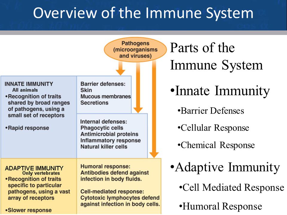 3 Overview of the Immune System Parts of the Immune System Innate Immunity Barrier Defenses Cellular Response Chemical Response Adaptive Immunity Cell Mediated Response Humoral Response