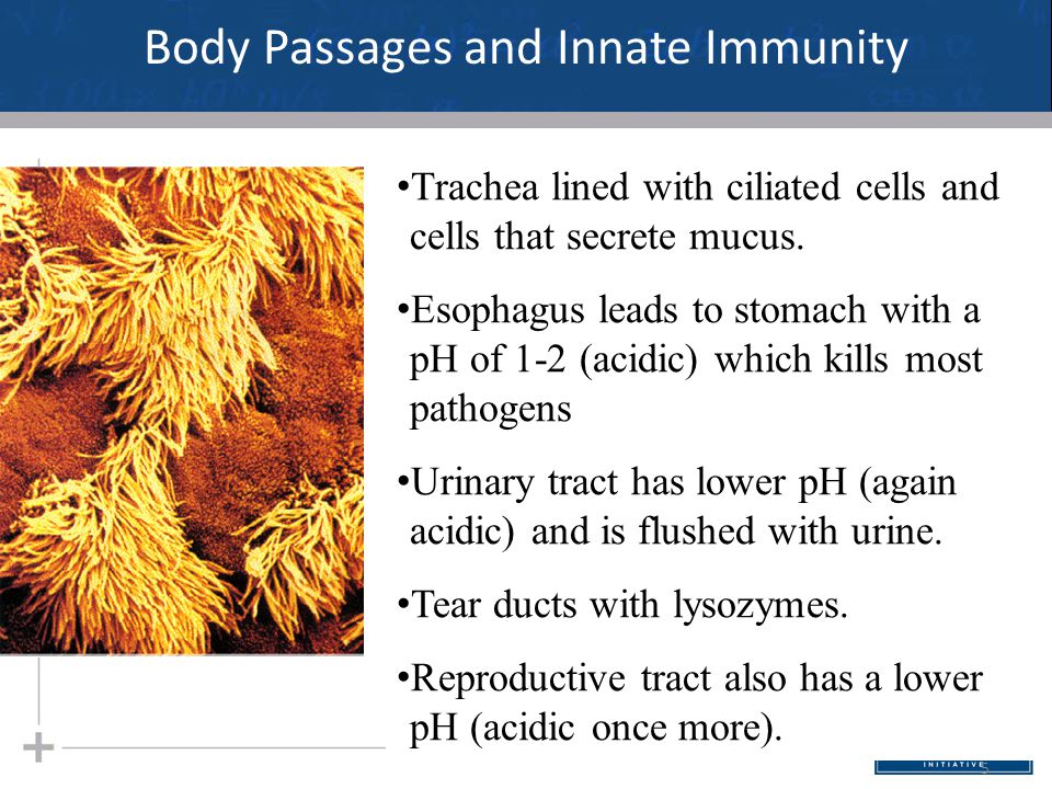 5 Body Passages and Innate Immunity Trachea lined with ciliated cells and cells that secrete mucus.