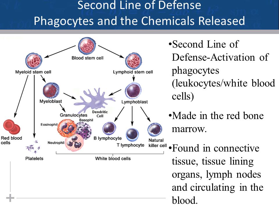 Second Line of Defense Phagocytes and the Chemicals Released Second Line of Defense-Activation of phagocytes (leukocytes/white blood cells) Made in the red bone marrow.