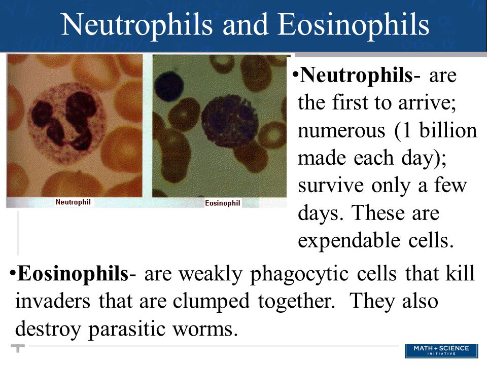 Neutrophils and Eosinophils Eosinophils- are weakly phagocytic cells that kill invaders that are clumped together.