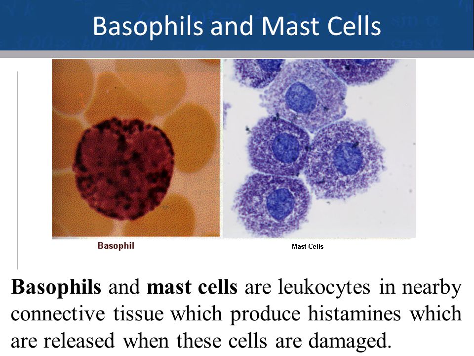 8 Basophils and Mast Cells Basophils and mast cells are leukocytes in nearby connective tissue which produce histamines which are released when these cells are damaged.