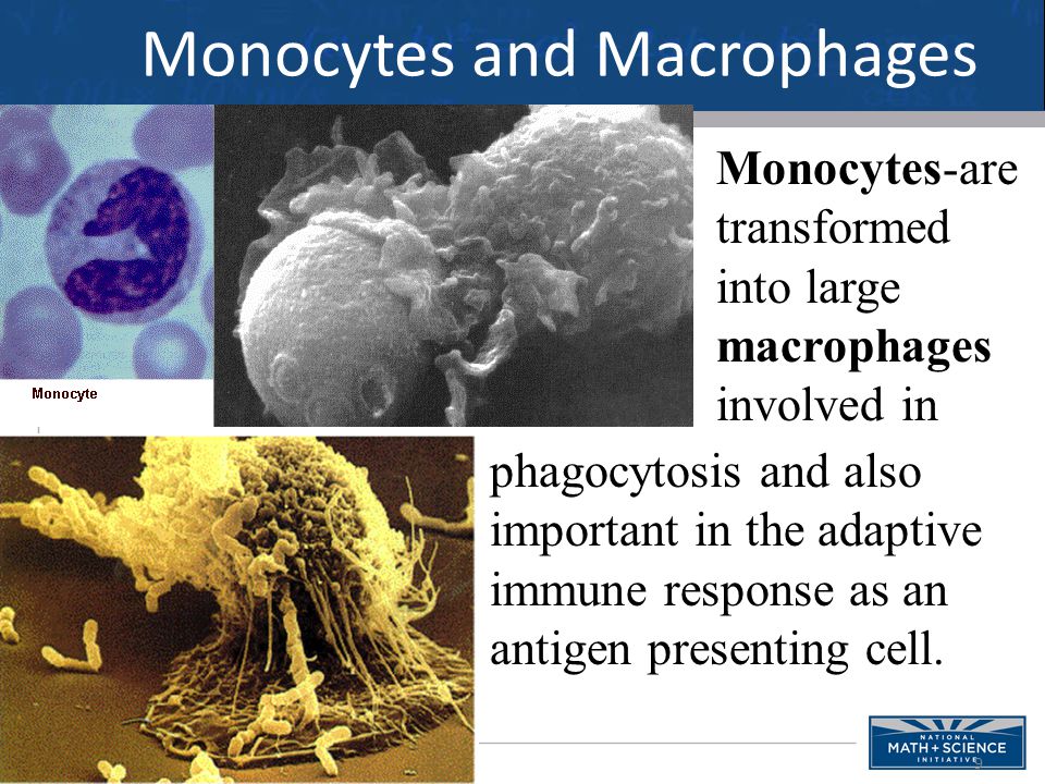 9 Monocytes-are transformed into large macrophages involved in phagocytosis and also important in the adaptive immune response as an antigen presenting cell.