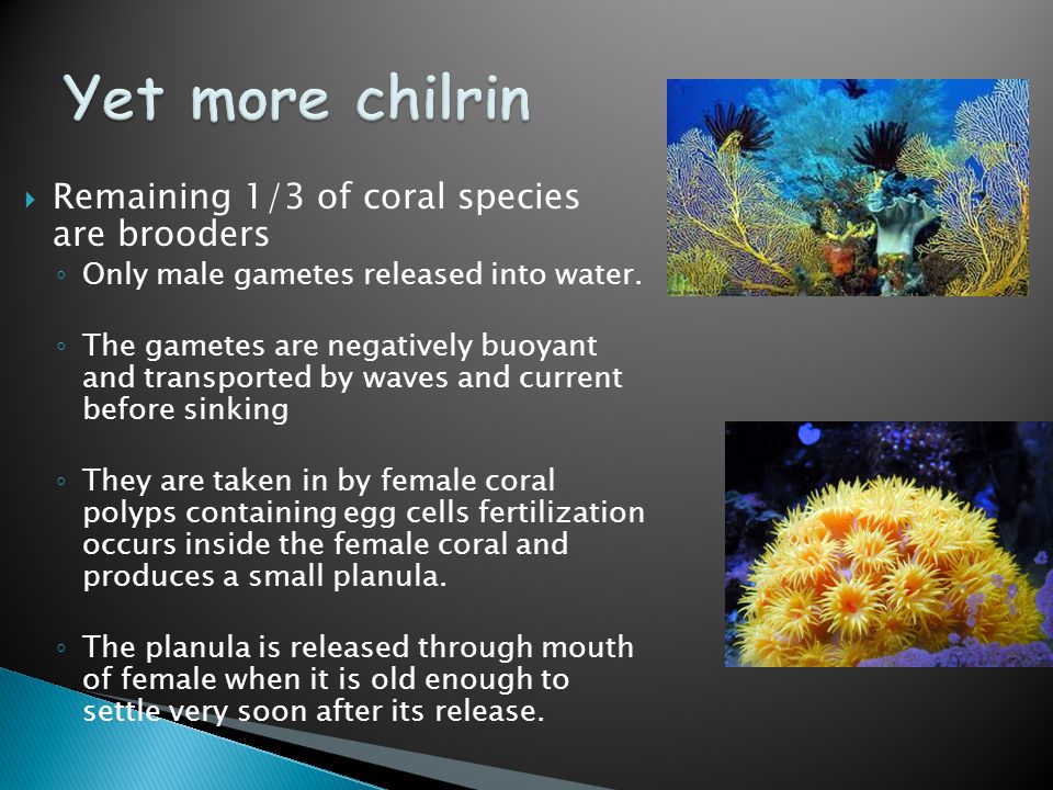  Remaining 1/3 of coral species are brooders ◦ Only male gametes released into water.