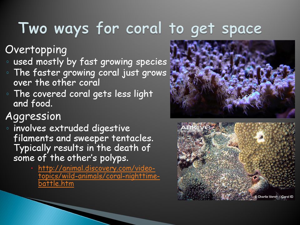  Overtopping ◦ used mostly by fast growing species ◦ The faster growing coral just grows over the other coral ◦ The covered coral gets less light and food.