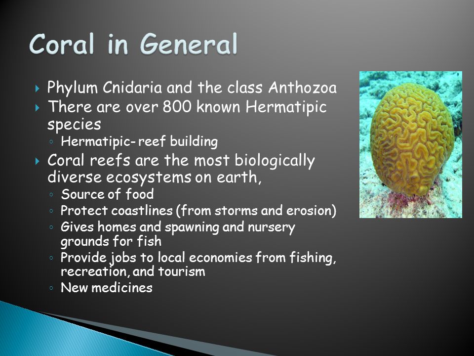  Phylum Cnidaria and the class Anthozoa  There are over 800 known Hermatipic species ◦ Hermatipic- reef building  Coral reefs are the most biologically diverse ecosystems on earth, ◦ Source of food ◦ Protect coastlines (from storms and erosion) ◦ Gives homes and spawning and nursery grounds for fish ◦ Provide jobs to local economies from fishing, recreation, and tourism ◦ New medicines