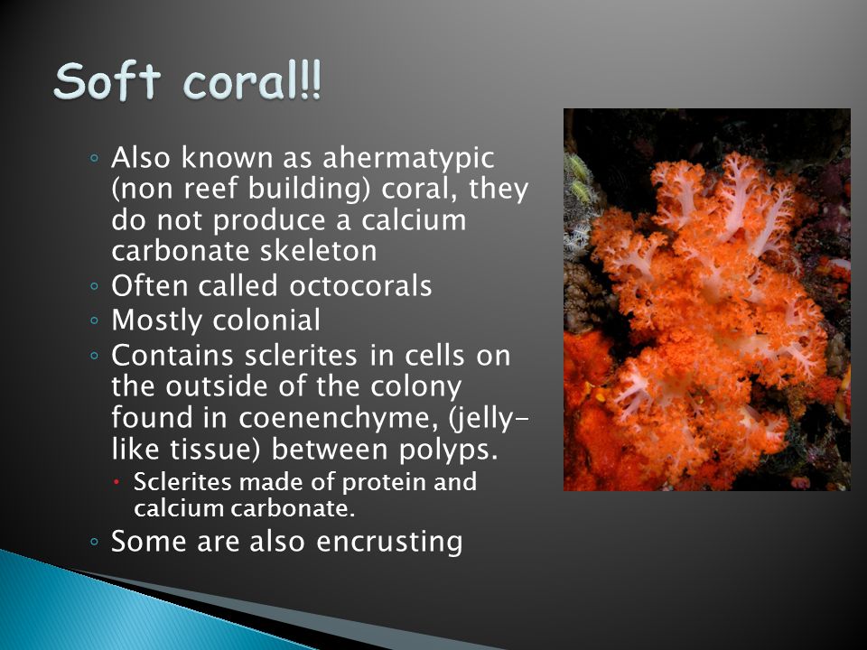 ◦ Also known as ahermatypic (non reef building) coral, they do not produce a calcium carbonate skeleton ◦ Often called octocorals ◦ Mostly colonial ◦ Contains sclerites in cells on the outside of the colony found in coenenchyme, (jelly- like tissue) between polyps.