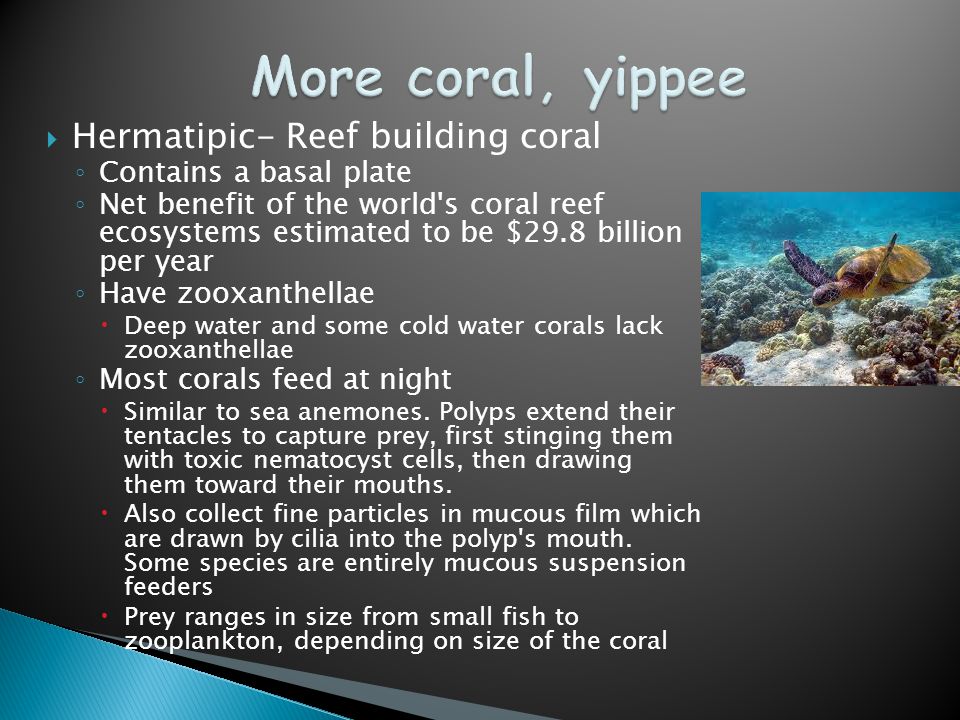  Hermatipic- Reef building coral ◦ Contains a basal plate ◦ Net benefit of the world s coral reef ecosystems estimated to be $29.8 billion per year ◦ Have zooxanthellae  Deep water and some cold water corals lack zooxanthellae ◦ Most corals feed at night  Similar to sea anemones.